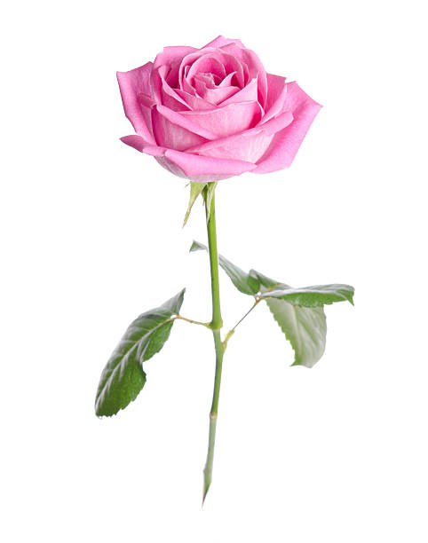 istock beautiful single pink rose on a white background 465717082