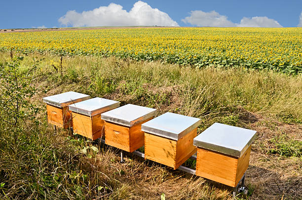 Beekeeping 스톡 사진