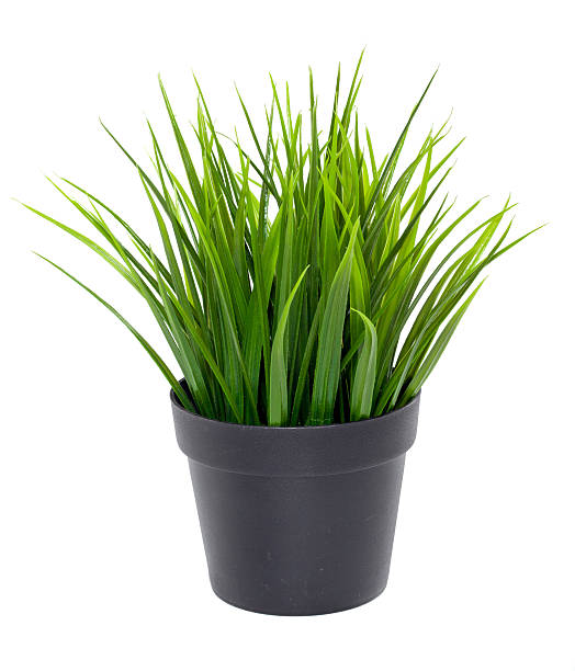 istock Green grass in black flower pot 465721765