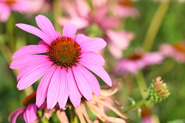 花の背景 - frame flower ornamental garden beauty in nature ストックフォトと画像