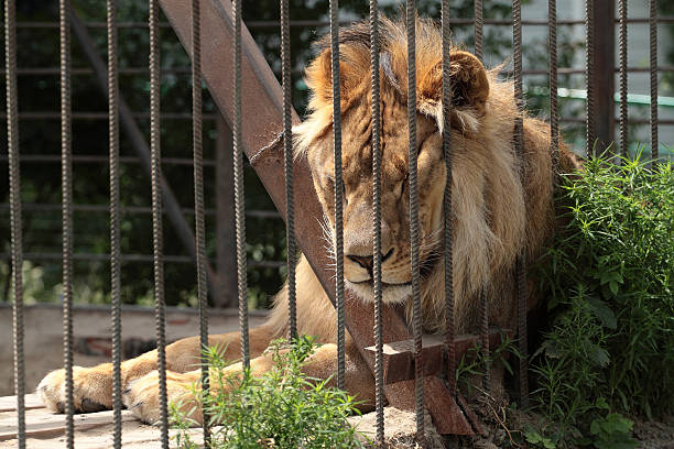 A sad lioness in the cage of the zoo. A lonely lioness is locked up.
