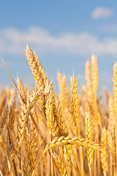 istock gold ears of wheat under sky 465723365