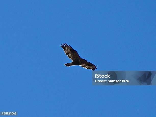 Rough Legged Raptor Stock Photo - Download Image Now - Animal Wildlife, Animals In The Wild, Bird of Prey