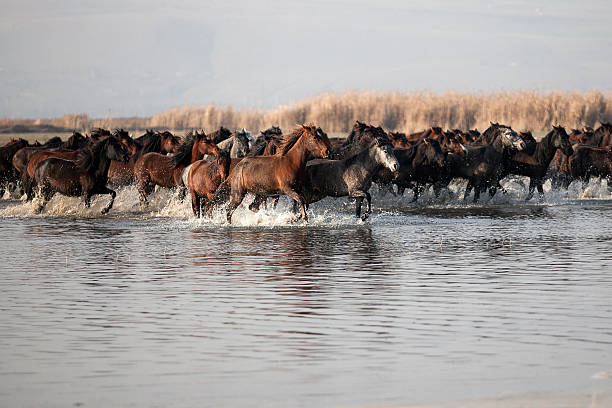 istock wild horses in the lake 465724354