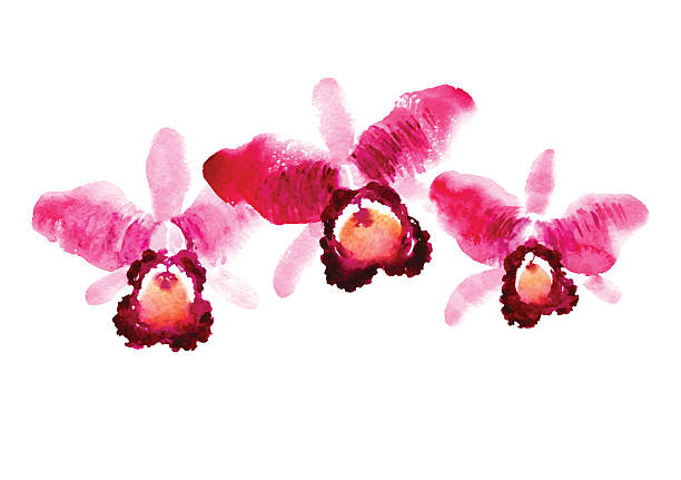 bündel von red aquarell orchideen - orchid red flower head white background stock-grafiken, -clipart, -cartoons und -symbole