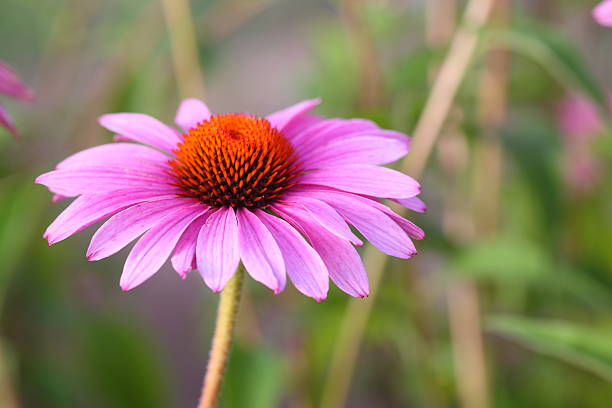 花の背景 - frame flower ornamental garden beauty in nature ストックフォトと画�像