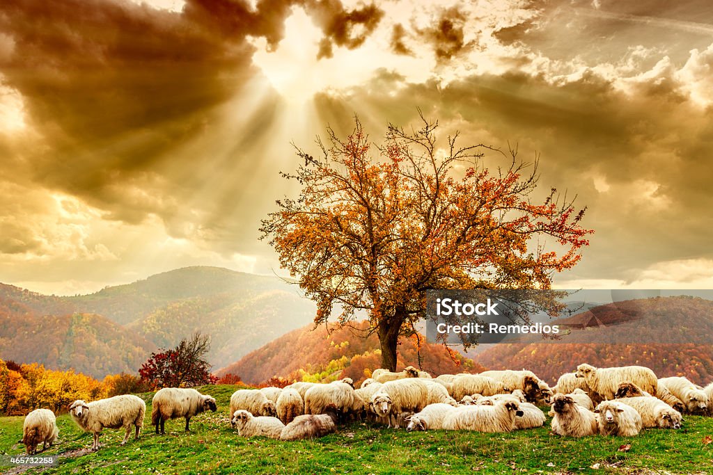 Sheep under the tree and dramatic sky Bible scene. Sheep under the tree  and dramatic sky in autumn landscape in the Romanian Carpathians Shepherd Stock Photo