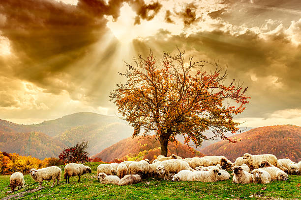Sheep under the tree and dramatic sky Bible scene. Sheep under the tree  and dramatic sky in autumn landscape in the Romanian Carpathians shepherd stock pictures, royalty-free photos & images