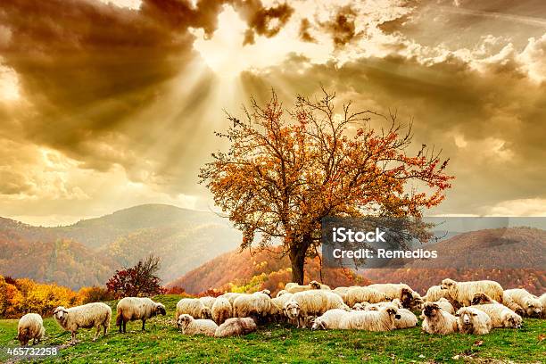 Sheep Under The Tree And Dramatic Sky Stock Photo - Download Image Now - Shepherd, Sheep, Bible