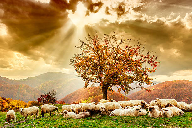 ovelhas sob a árvore e céu dramático - shepherd - fotografias e filmes do acervo