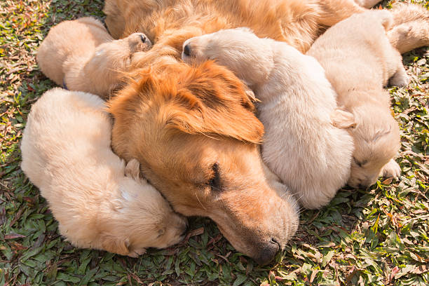 istock The Golden puppy is sleeping. 465732598