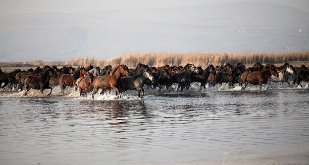 istock wild horses in the lake 465733044
