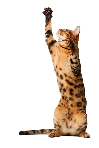 istock bengal cat stand and raising up paw 465733220