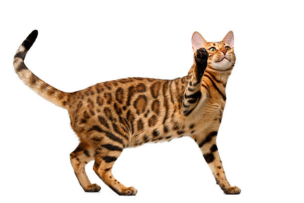 istock bengal cat stand and raising up paw 465733242