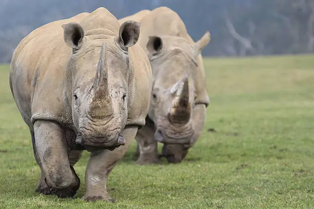 Rhinoceros, rhino, White rhino, White rhinoceros, endangered species, wildlife, animal, wild, horn, charge, hunting,