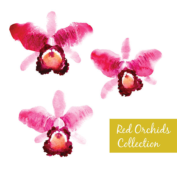 sammlung von rot aquarell orchideen - orchid red flower head white background stock-grafiken, -clipart, -cartoons und -symbole