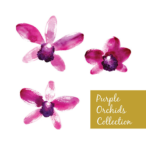 sammlung von purple aquarell orchideen - orchid red flower head white background stock-grafiken, -clipart, -cartoons und -symbole