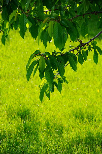 istock young garden tree on a background of green grass lawn 465738888
