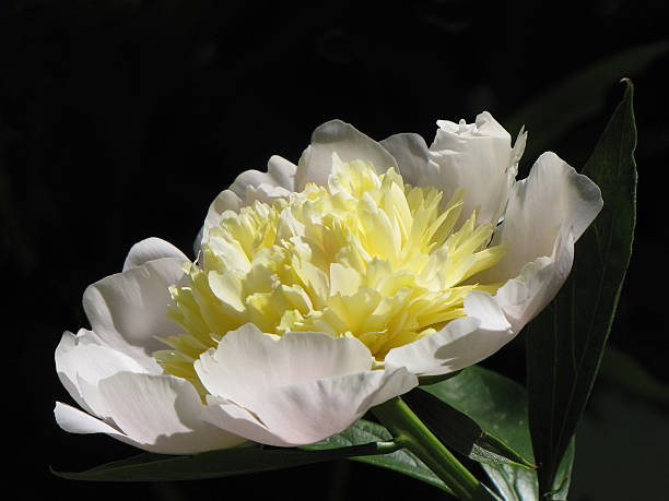 istock Vibrant White and Yellow Peony with Black Background 465740163