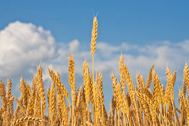 istock gold ears of wheat under sky 465742201