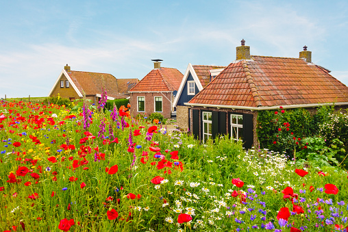 Blooming wild flowers in front of old Dutch houses in the province of Friesland