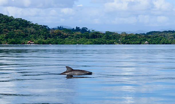 istock XXXL:Dolphin surfacing in the bay with shore in the background 465742824
