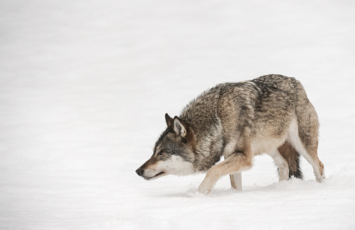A solitary lone wolf prowls through snow with its head hung low watching its potential prey.
