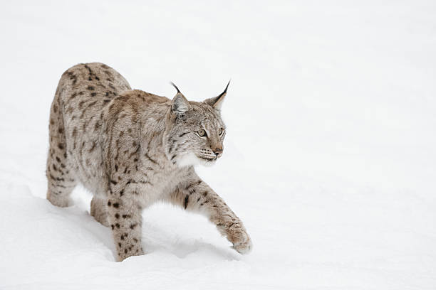 Lynx Wild Cat - foto de acervo