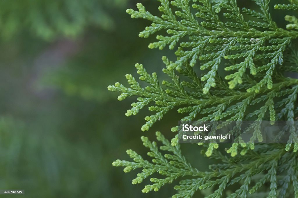 Cone Leaves Close-up of the leaves of a variety of cone cypress tree, Thuja orientalis, Arborvitae Cedar Tree Stock Photo