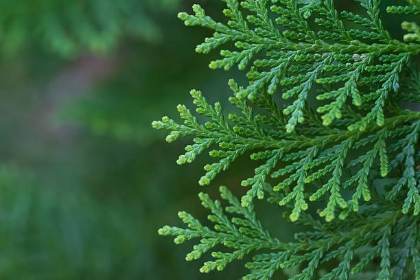 Cone Leaves Close-up of the leaves of a variety of cone cypress tree, Thuja orientalis, Arborvitae cedar stock pictures, royalty-free photos & images