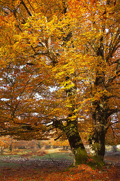 istock Tree in the Urbasa mountain with autumn leaves 465749073