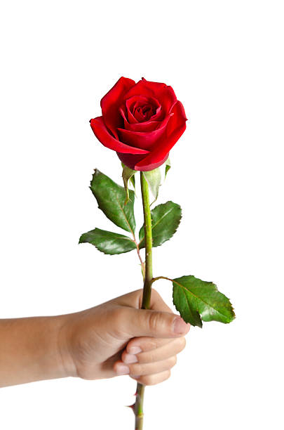 Hand holding rose flower, Pink Bokeh light background. Valentines present