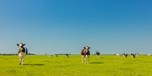 パノラマに広がる画像の乳牛のホ - horizon over land landscapes farm animals nature ストックフォトと画像