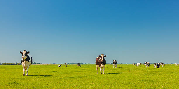 Panoramic image of milk cows in Holland Panoramic image of milk cows in the Dutch province of Friesland in summer friesland netherlands stock pictures, royalty-free photos & images