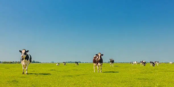 Photo of Panoramic image of milk cows in Holland