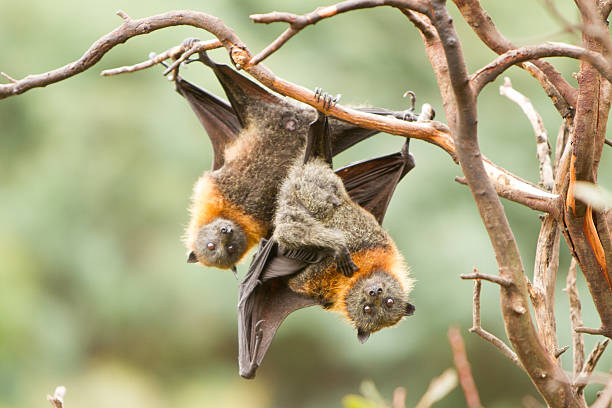 two bats hanging in a tree - vleerhond stockfoto's en -beelden