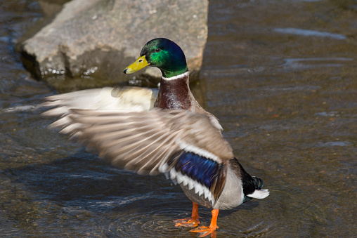 Mallard Duck Drake - standing in the water - is flapping his wings - on a sunny day in spring.