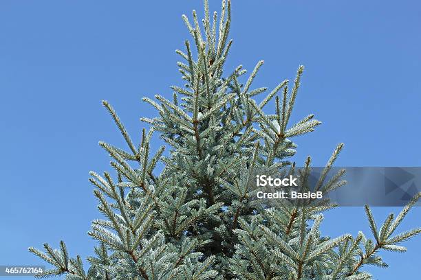 Picea Pungens Stockfoto und mehr Bilder von Edeltanne - Edeltanne, 2015, Baum