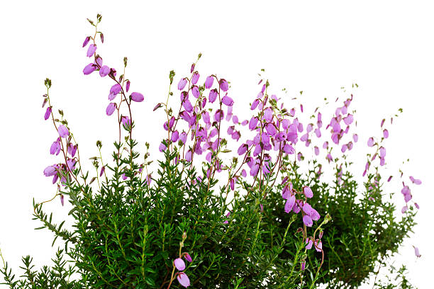 istock Cross-leaved heath, Erica tetralix 465762448