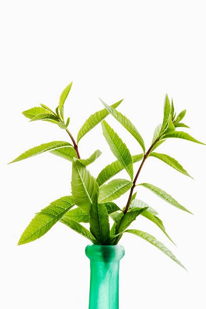 istock Lemon verbena, Aloysia citrodora 465762524