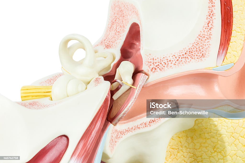 Inside of artificial human ear model Inside of artificial human ear model isolated on white background. This plastic model shows the inner side. In the organ you can distinguish the diffent parts. It is used for education in high school. Teenagers can  explore by taking parts out and study, learn science and biology. Cochlea - Inner Ear Stock Photo