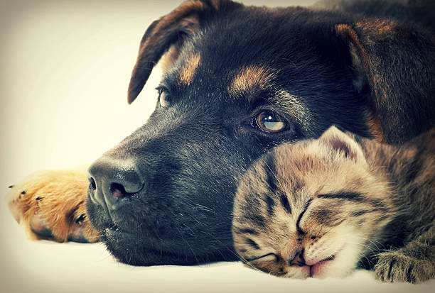 istock A puppy and kitten taking a nap together 465766370