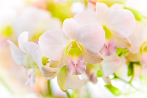 pink orchid on blur background