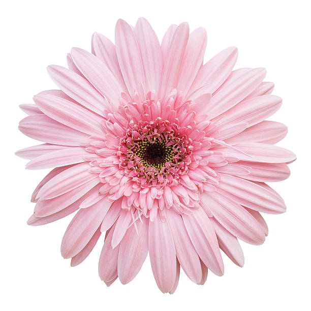 gerbera cor-de-rosa flor isolada no branco - daisy white single flower isolated - fotografias e filmes do acervo