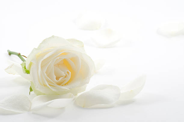 istock White rose with petals close-up 465769666