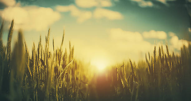 istock Field of wheat at sunset 465769955