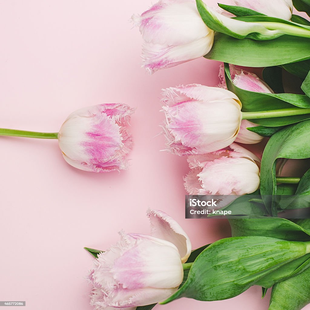 Beautiful pink tulips in a row Beautiful pink tulips in a row. 2015 Stock Photo