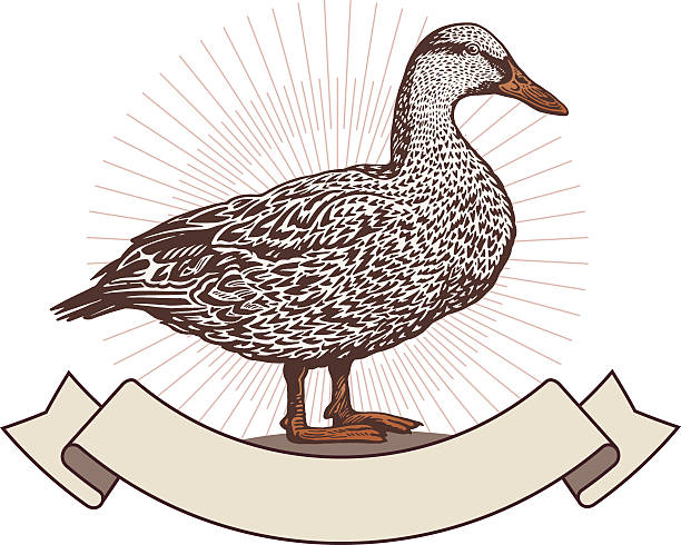 Duck in graphic style Duck in graphic style with blank ribbon goose meat illustrations stock illustrations