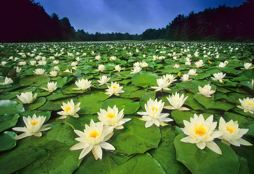 Lotus blooms in a village pool at Siem Reap, Cambodia, Asia