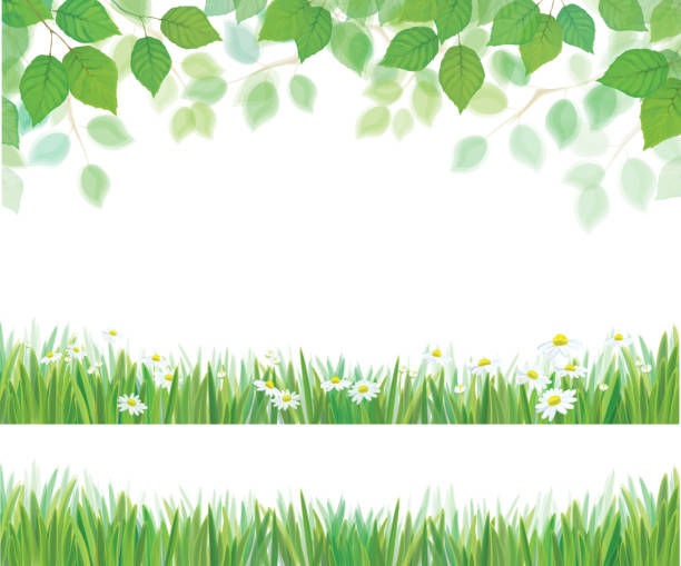 illustrations, cliparts, dessins animés et icônes de vecteur printemps de feuilles et herbe et des fleurs de marguerite frontières isolés. - leaf backgrounds green spring